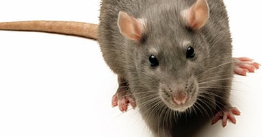 ThreatSTOP Blocks Adwind -- new Cross-Platform RAT