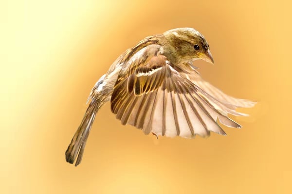 New Silver Sparrow Malware Infects 30,000 Macs